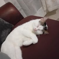 Chatte stérilisée et pucée à adopter #0