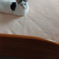 Chatte stérilisée et pucée à adopter #3