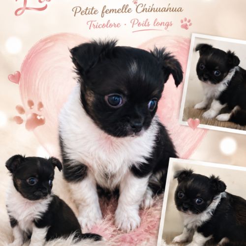 Magnifique femelles chihuahua #1