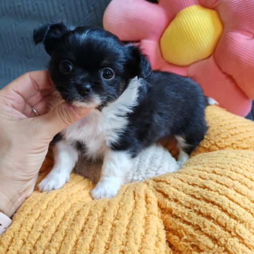 Magnifique femelles chihuahua #3
