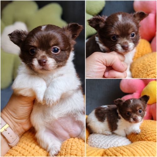 Magnifique femelles chihuahua #0