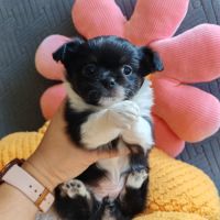 Magnifique femelles chihuahua #2