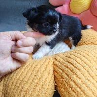 Magnifique femelles chihuahua #4