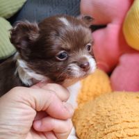 Magnifique femelles chihuahua #5