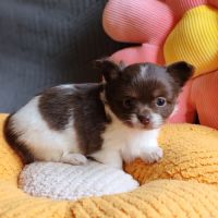 Magnifique femelles chihuahua #6