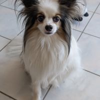 Épagneul nain papillon adulte #2