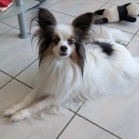 Épagneul nain papillon adulte #3