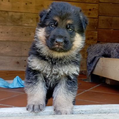 Chiots berger allemand #0