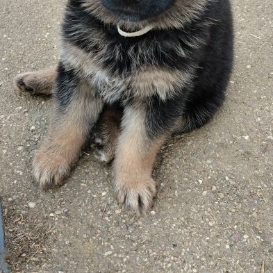 Chiots berger allemand #2