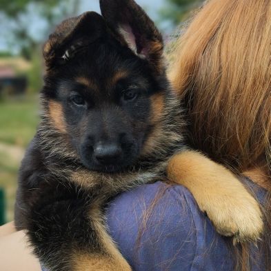 Chiots berger allemand #1