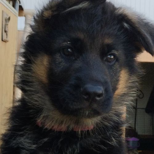 Chiots berger allemand #2