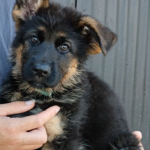 Chiots berger allemand #5