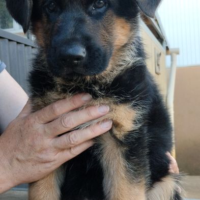 Chiots berger allemand #6