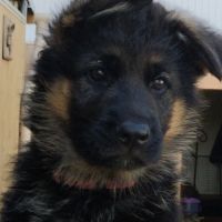 Chiots berger allemand #2