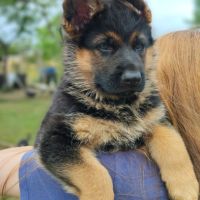Chiots berger allemand #3