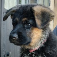 Chiots berger allemand