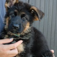 Chiots berger allemand #5
