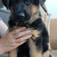 Chiots berger allemand #6