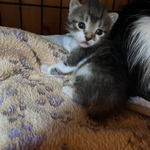 Chat bob à la réservation