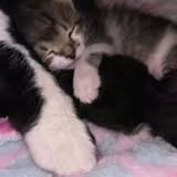 Chat bob à la réservation #2