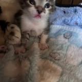 Chat bob à la réservation #6