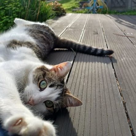 Chat rayure à l adoption