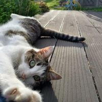 Chat rayure à l adoption