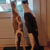 Chat frayol à l adoption #3