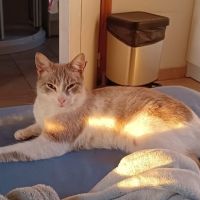Chat frayol à l adoption #0