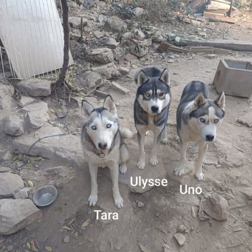 Chien uno à l adoption