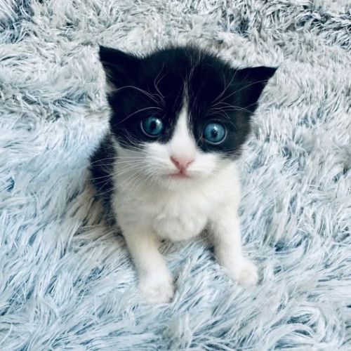 Chat doug à la réservation
