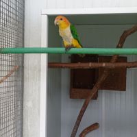 Mâle caïque à tête orange 2024 #1