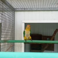 Mâle caïque à tête orange 2024 #2