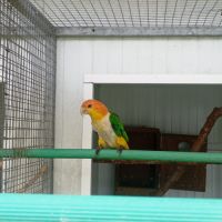 Mâle caïque à tête orange 2024 #0