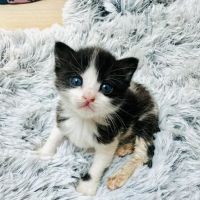 Chat pagaille à la réservation