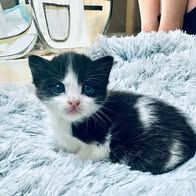 Chat pagaille à la réservation #2