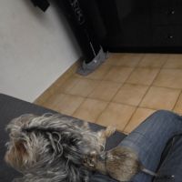 Octodons a donner #2