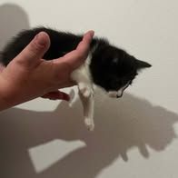 Chat oreo à l adoption #2