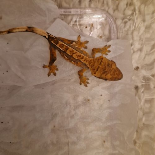 Donne 2 geckos à crête juvéniles #1