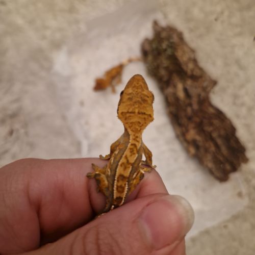Donne 2 geckos à crête juvéniles #3