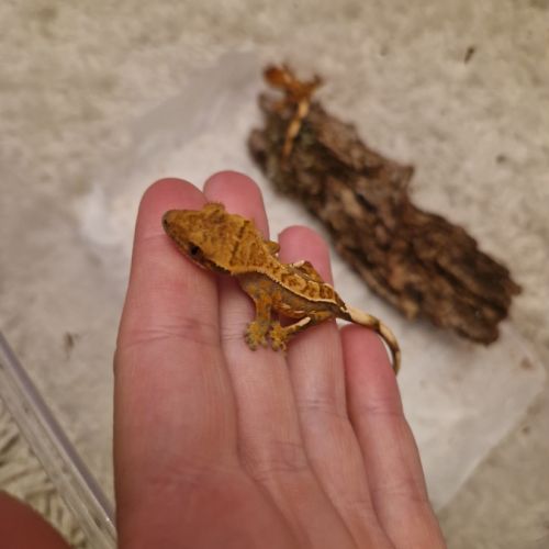 Donne 2 geckos à crête juvéniles #6