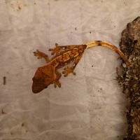 Donne 2 geckos à crête juvéniles #2