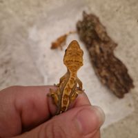 Donne 2 geckos à crête juvéniles #3