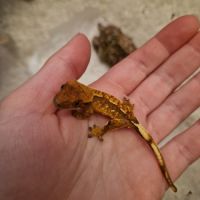 Donne 2 geckos à crête juvéniles #4