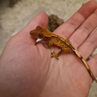 Donne 2 geckos à crête juvéniles #5