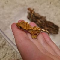 Donne 2 geckos à crête juvéniles