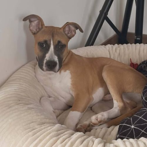 Chien ades à l adoption