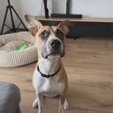 Chien ades à l adoption #2