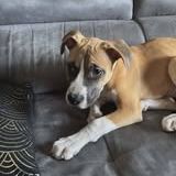Chien ades à l adoption #3