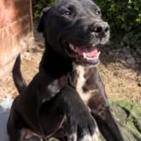 Chien malo à l adoption #2